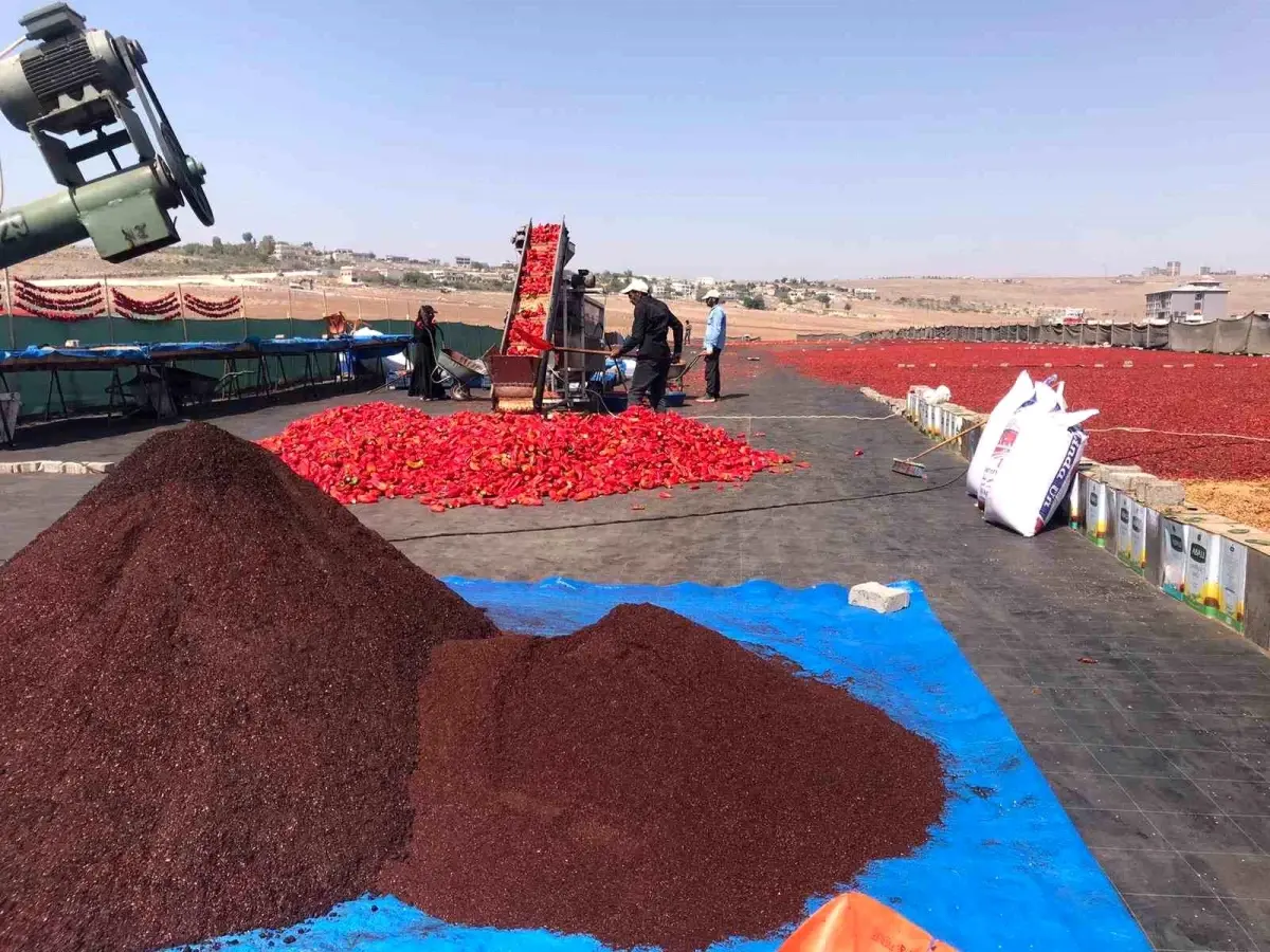 sanliurfada isot uretimi basladi gXT5Zhld