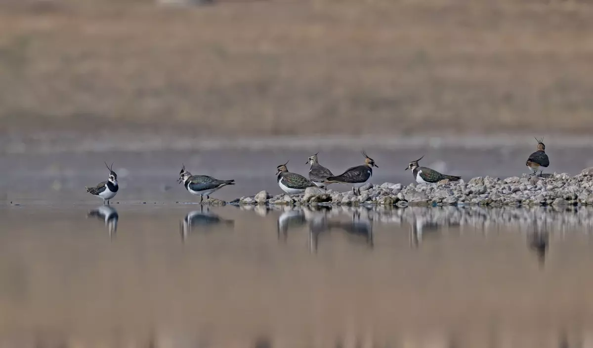 kabakli goleti kuruyor RqAjAfea.jpg