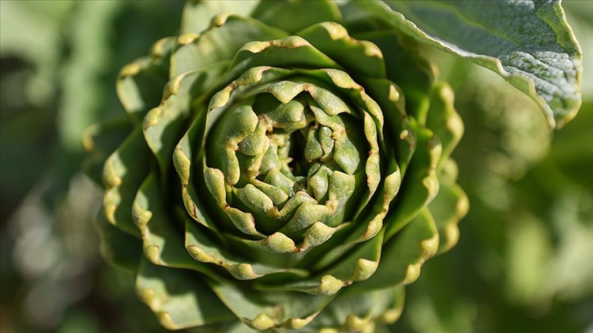 Enginarın Faydaları