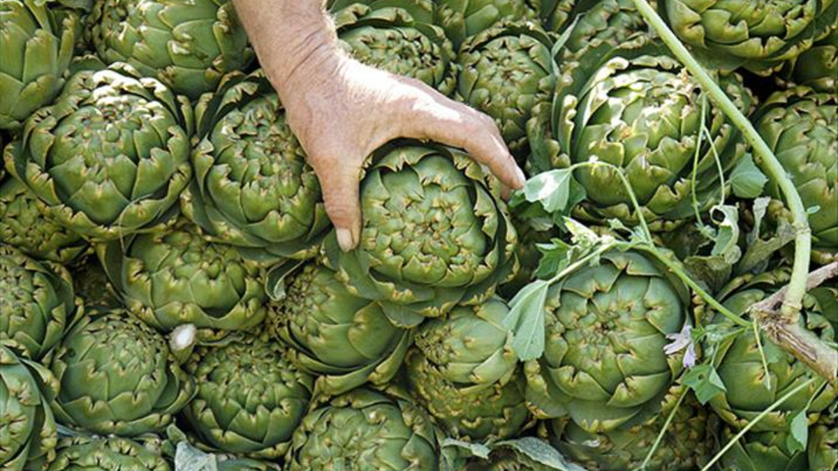 kalp sagligindan karaciger temizligine enginarin 7 faydasi H7rZyEZz.jpg