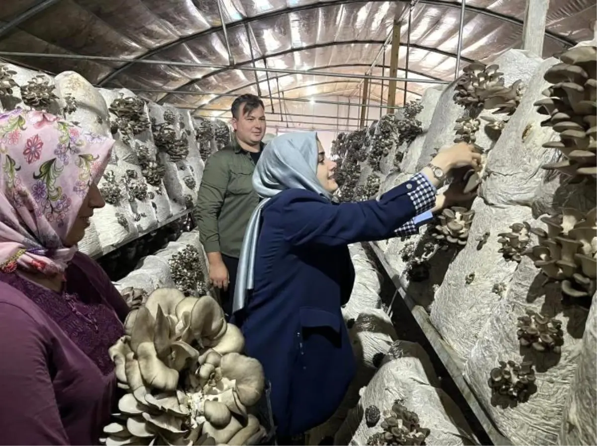 kaymakam kilic mantar tesisini ziyaret etti 6qrMSAmA