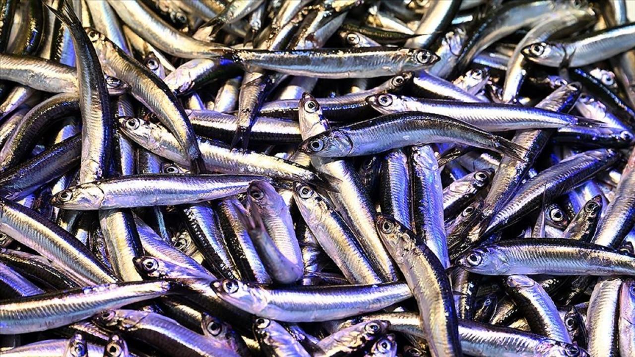 trabzonda hamsinin kilogrami 200 liradan satiliyor w1RfumYL