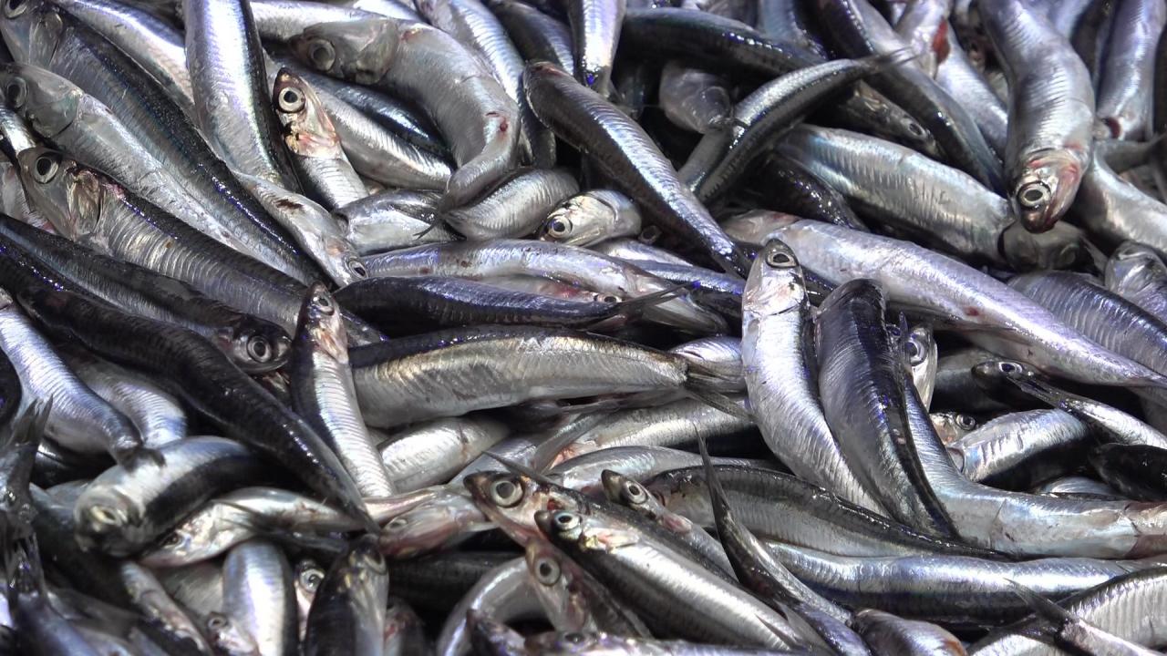 denize kiyisi olmayan sehirde hamsinin kilosu 50 tlye dustu vatandas poset poset aldi 5sVbkP1R.jpg