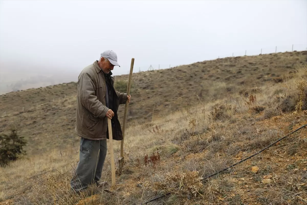 Emekli Öğretmenden Hünnap Projesi