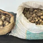İzinsiz Salep Yumrusu Toplayan Üç Kişiye Ciddi Para Cezası
