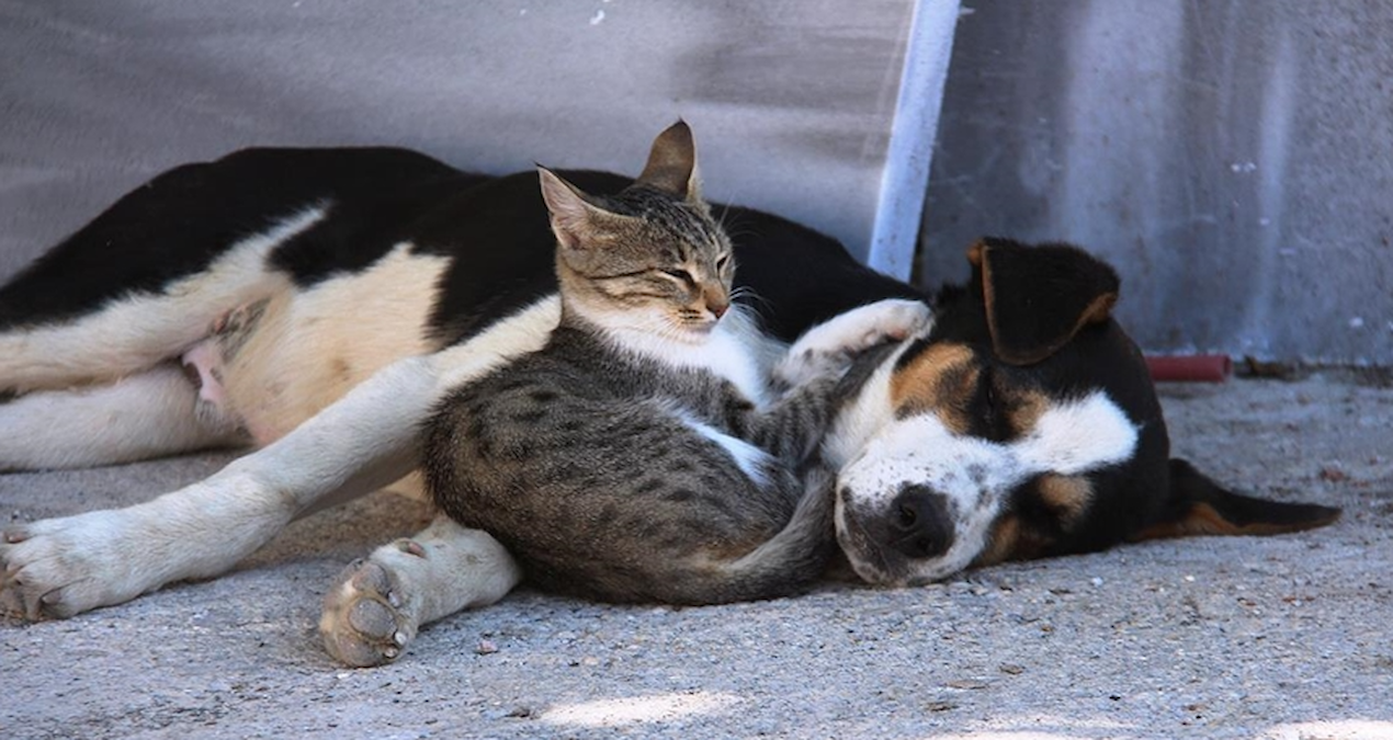 Kedi ve Köpeklerde Akraba Çiftleşmesi Artık Yasak