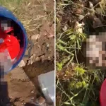 Şanlıurfa’daki Cenin Olayı: Ticari Amaçlarla Kullanım İddiası Şok Etti