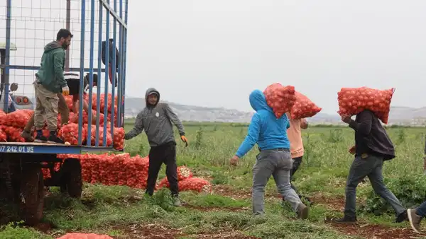 Amik Ovası’nda yetişiyor: Dönüm başına 5 ton mahsul verdi….