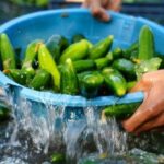 Salataliklari kutur kutur yapan basit yontem sicaktan kuruduysa cope atmayin f21YgtQp